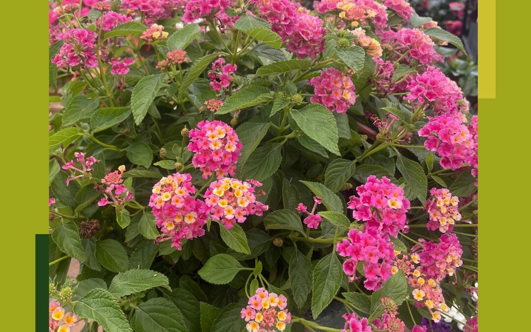 Lantana