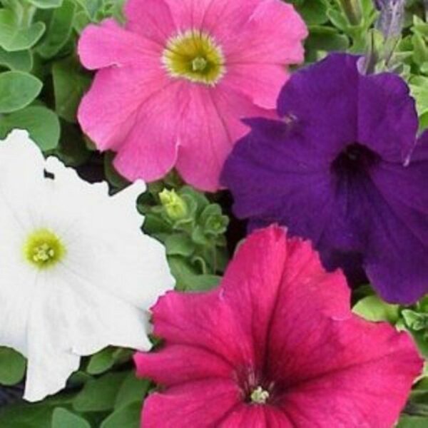 PETUNIA HYBRIDA