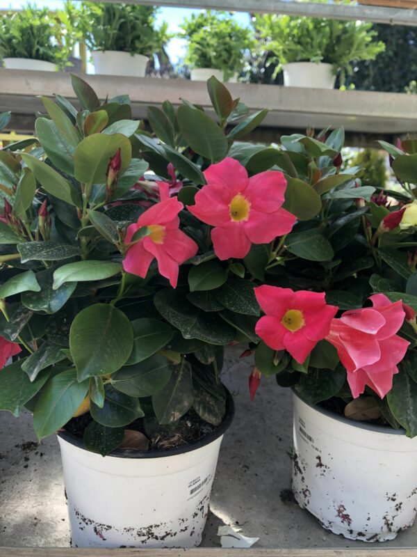 Dipladenia