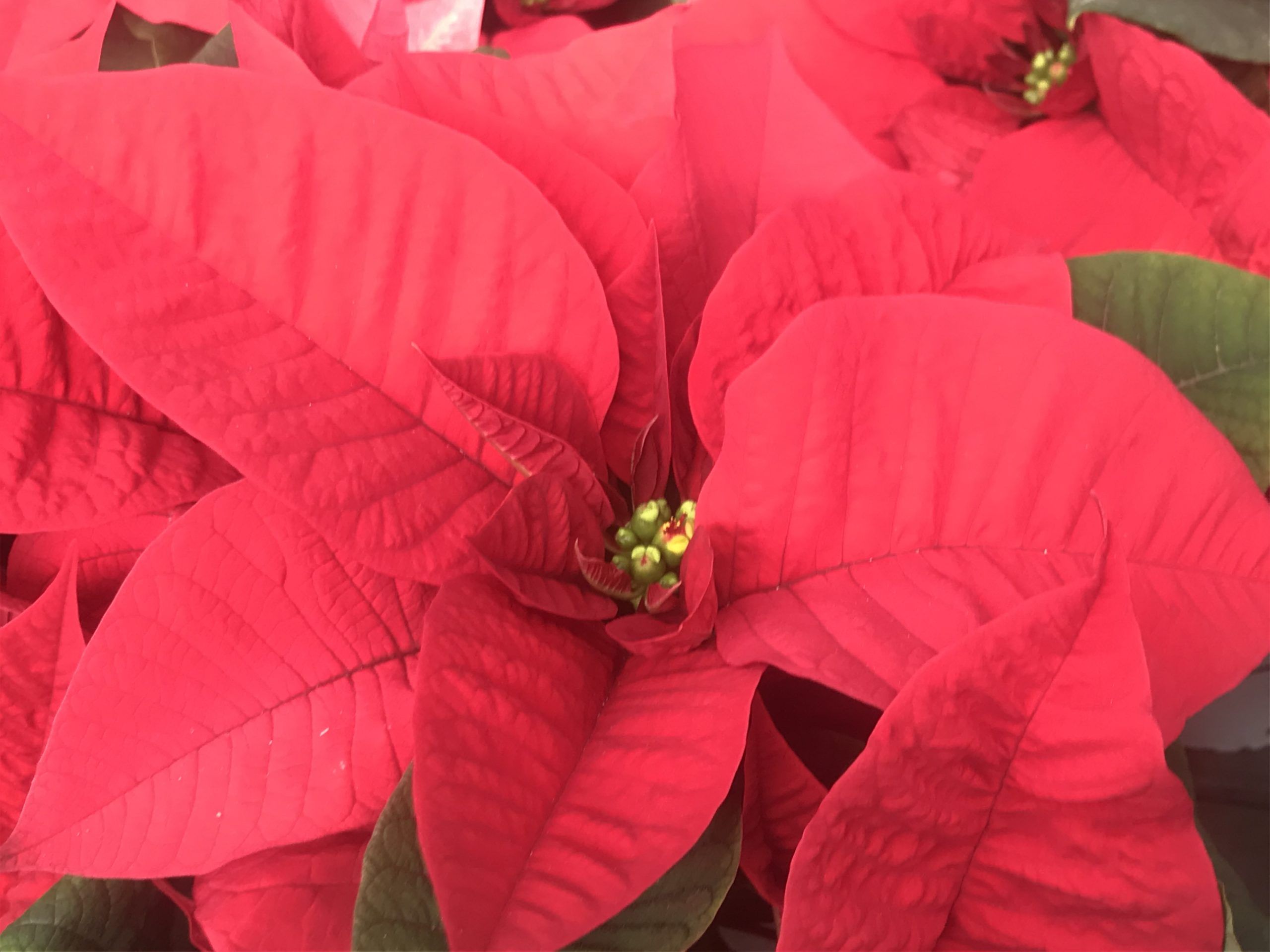 Poinsettia mini