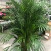 ARECA (Altura 1,80 m)