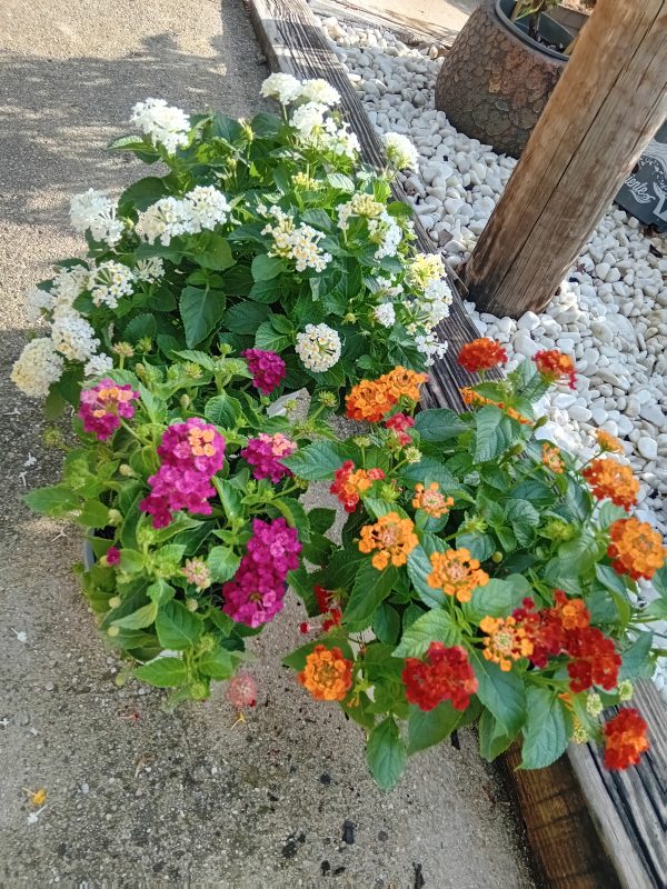 LANTANA CAMARA 1,6L