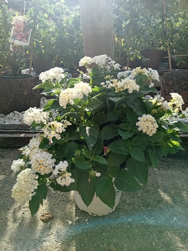 LANTANA CAMARA 1,6L - Imagen 2
