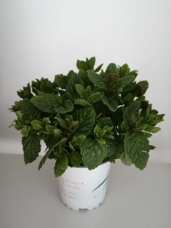 MENTA