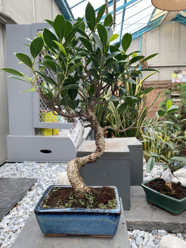 Terriccio Per Cactus E Piante Grasse - Substrato Naturale Con Nutrienti Integrati