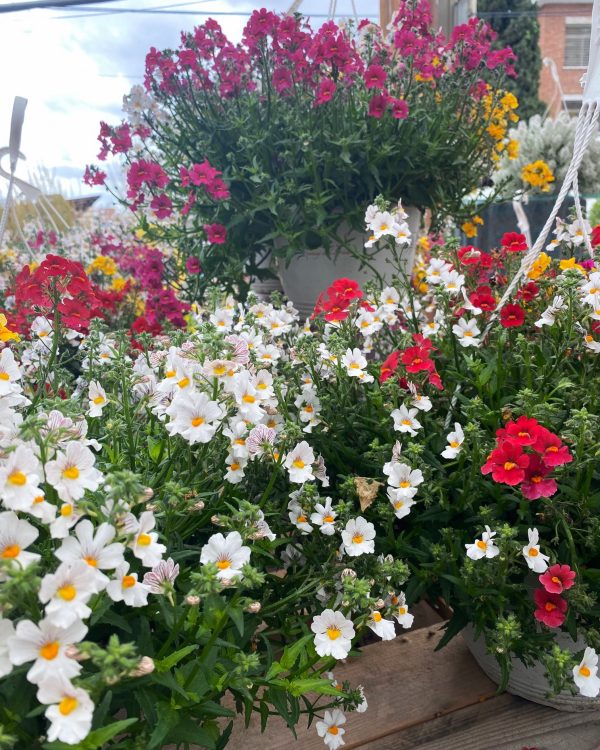 NEMESIA en tarrina de 1L