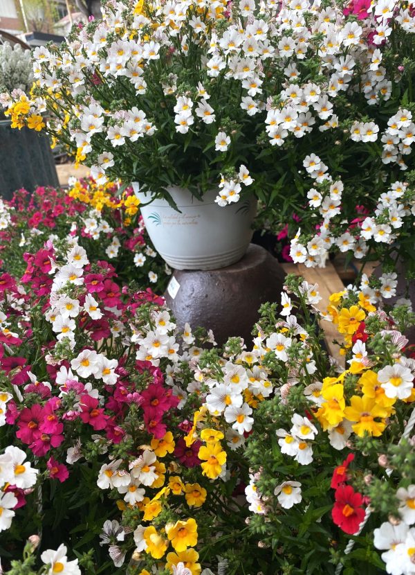 NEMESIA en tarrina de 1L - Imagen 2