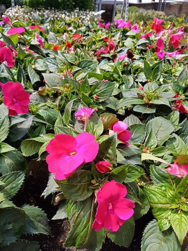 Alegría de sol - Sunpatiens