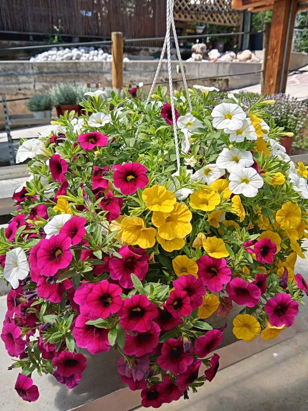 Calibrachoa  tarrina 1,6L