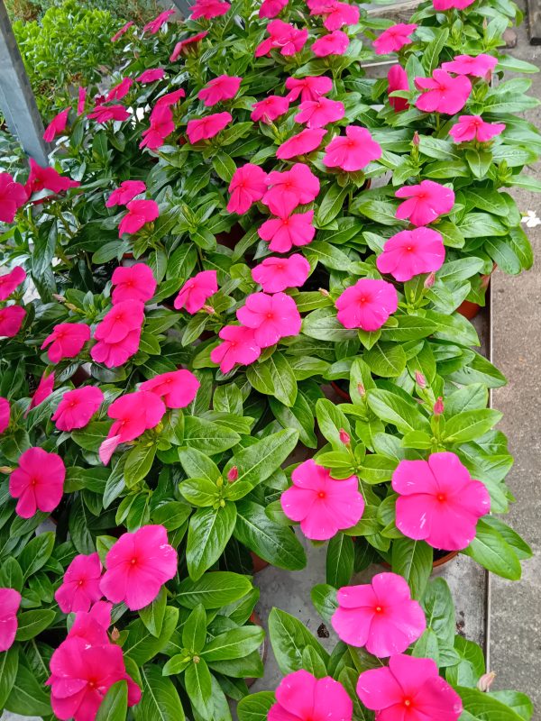 VINCA O CATHARANTHUS (maceta de 10cm)
