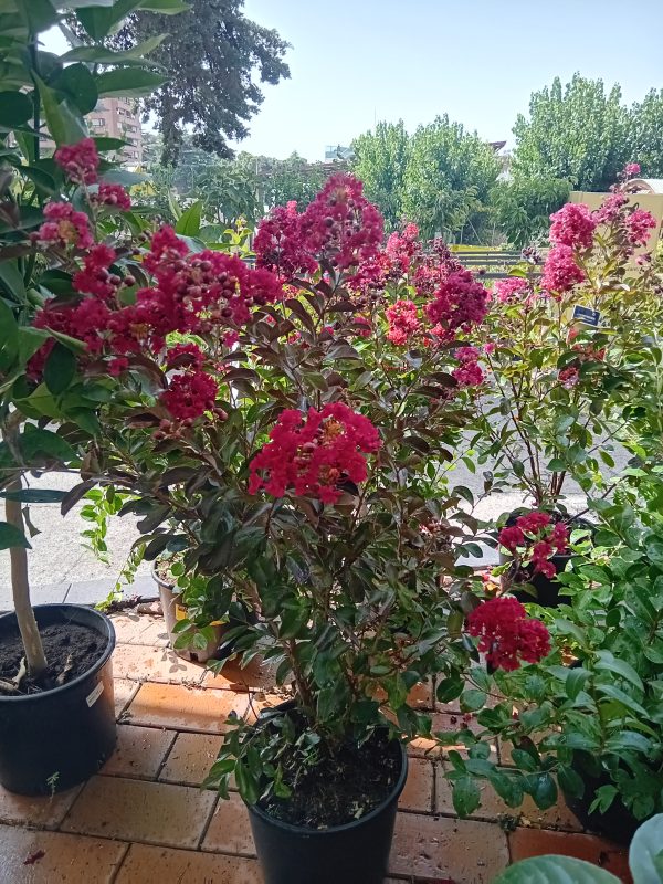 Lagerstroemia indica