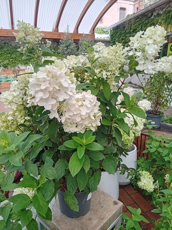 HORTENSIA PANICULATA 5L