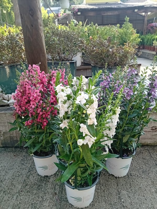 ANGELONIA maceta de 1,6L