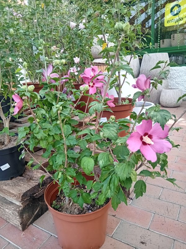 Hibiscus syriacus