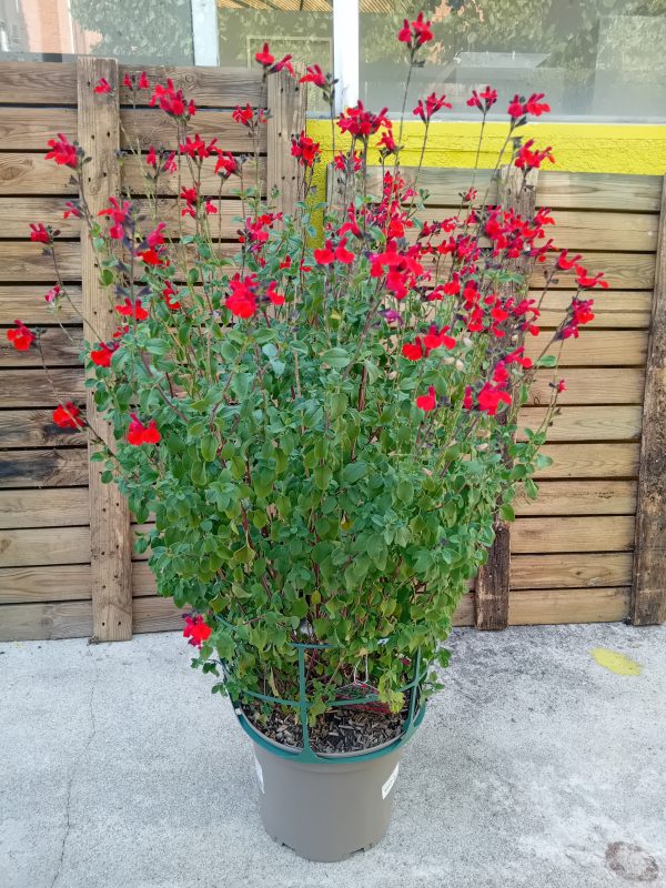 SALVIA 5L