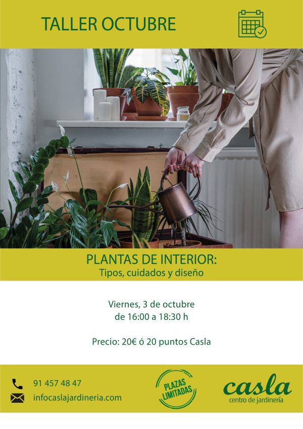 Taller plantas de interior – Viernes 3 de Octubre