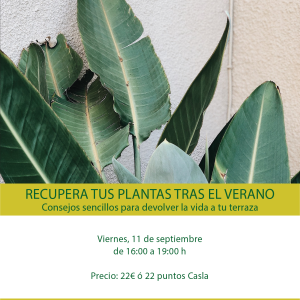 Taller recupera tus plantas después del verano - Viernes 11 de Septiembre